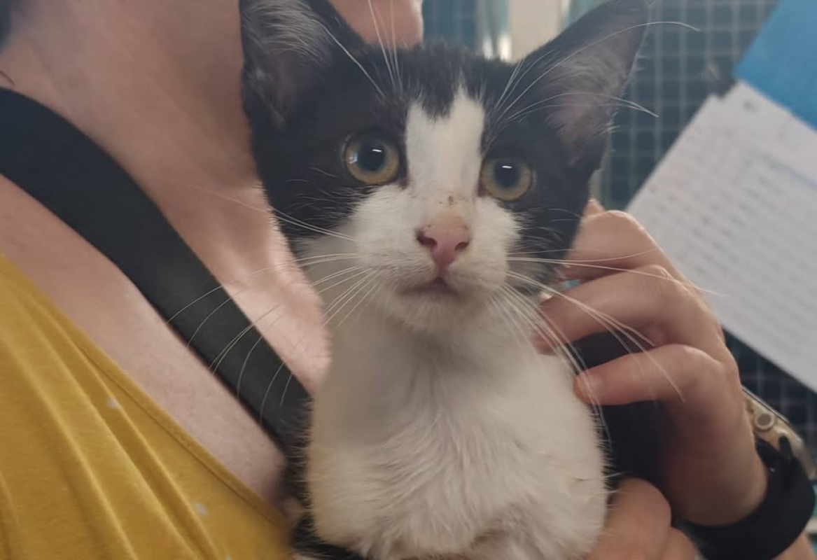 Photo de Kiwi