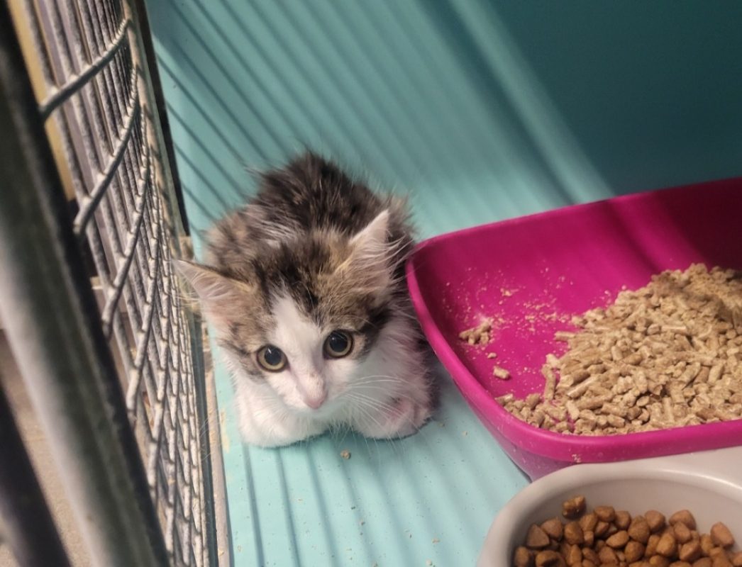 Banette - Chat Européen à adopter