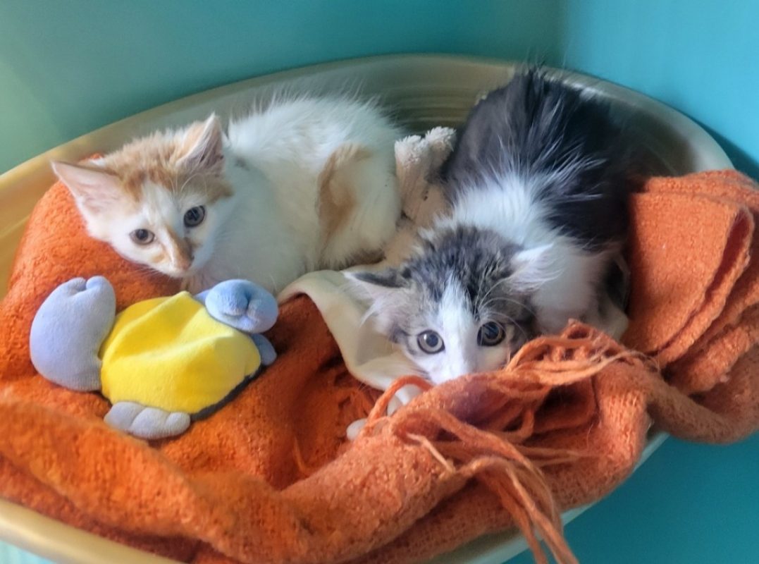 Banette - Chat Européen à adopter - photo 2