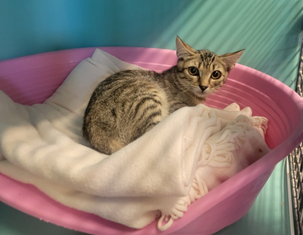 Photo de Kitou