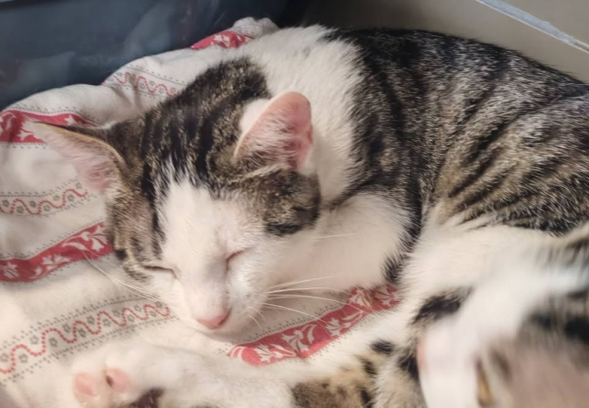 Photo de Alu