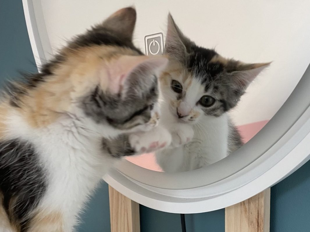 Boing boing - Chat Européen à adopter