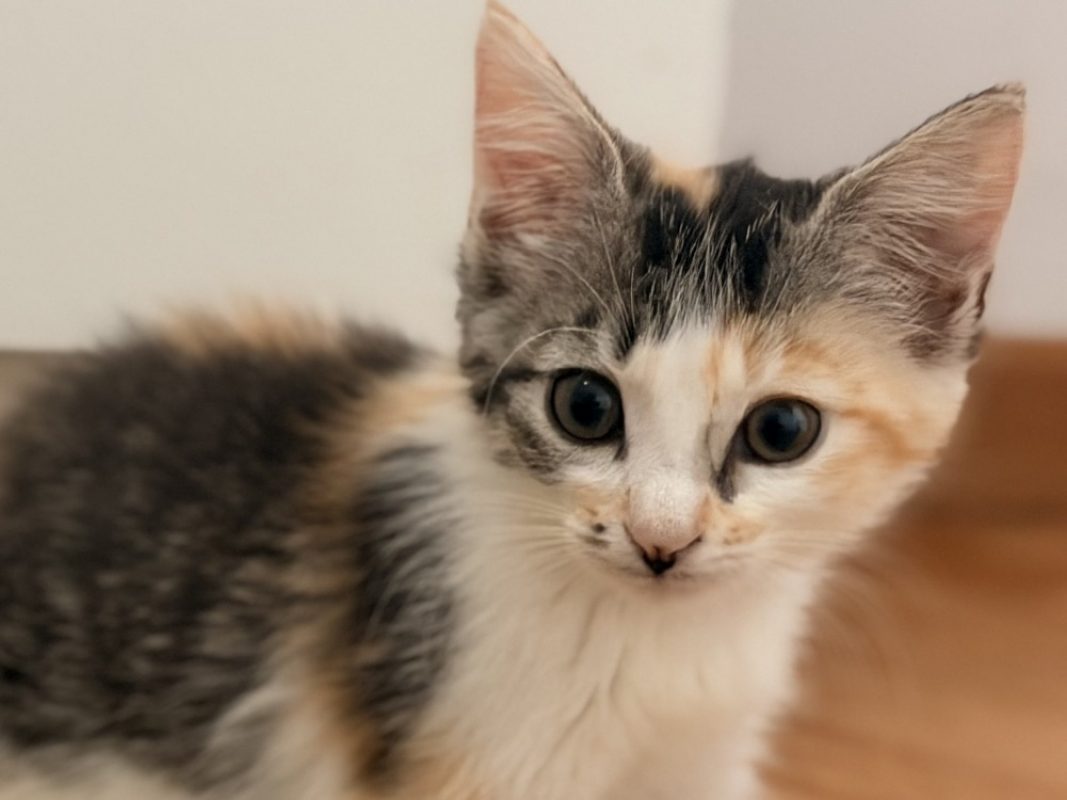 Boing boing - Chat Européen à adopter - photo 2
