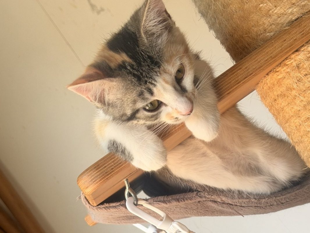Boing boing - Chat Européen à adopter - photo 3