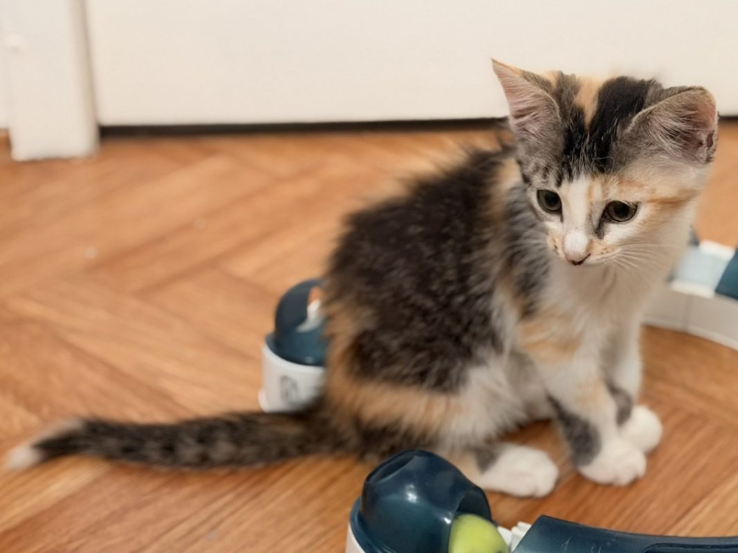 Boing boing - Chat Européen à adopter - photo 4