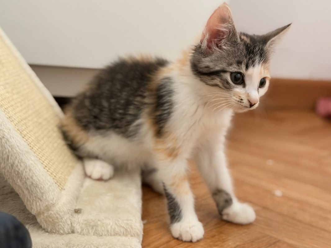 Boing boing - Chat Européen à adopter - photo 5