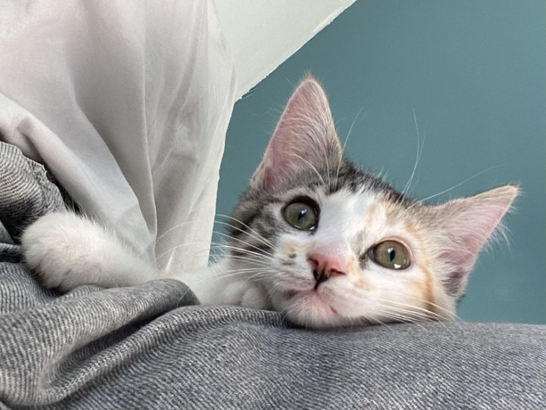 Boing boing - Chat Européen à adopter - photo 6