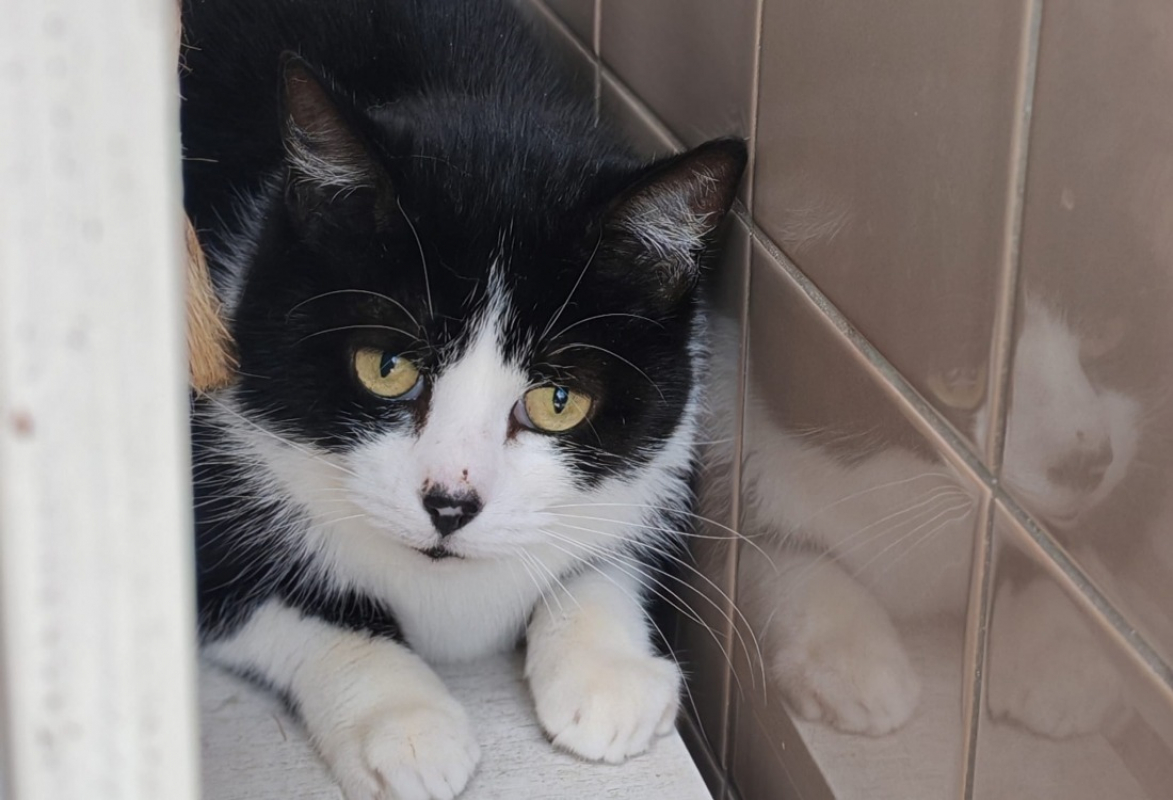Gaia - Chat Européen à adopter