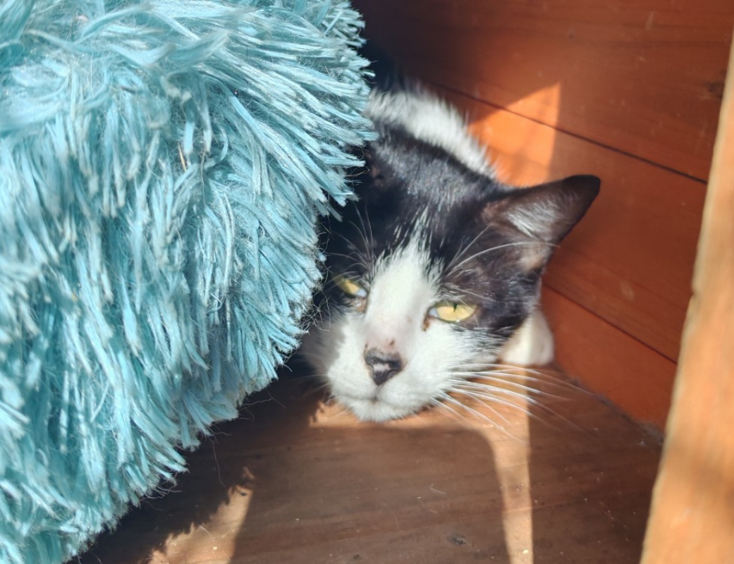 Gaia - Chat Européen à adopter - photo 2