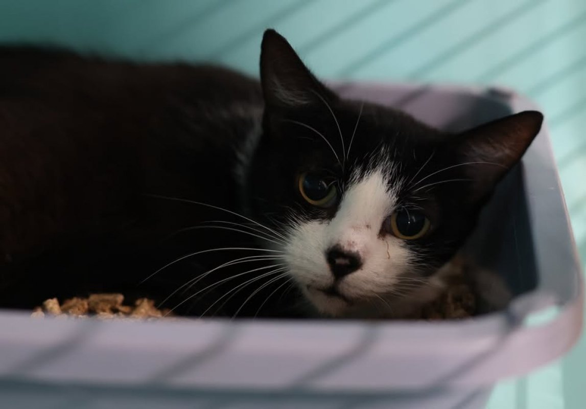 Gaia - Chat Européen à adopter - photo 3