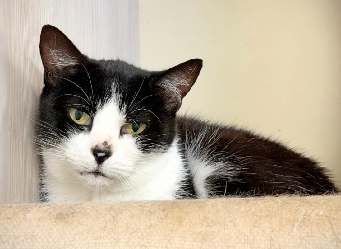 Gaia - Chat Européen à adopter