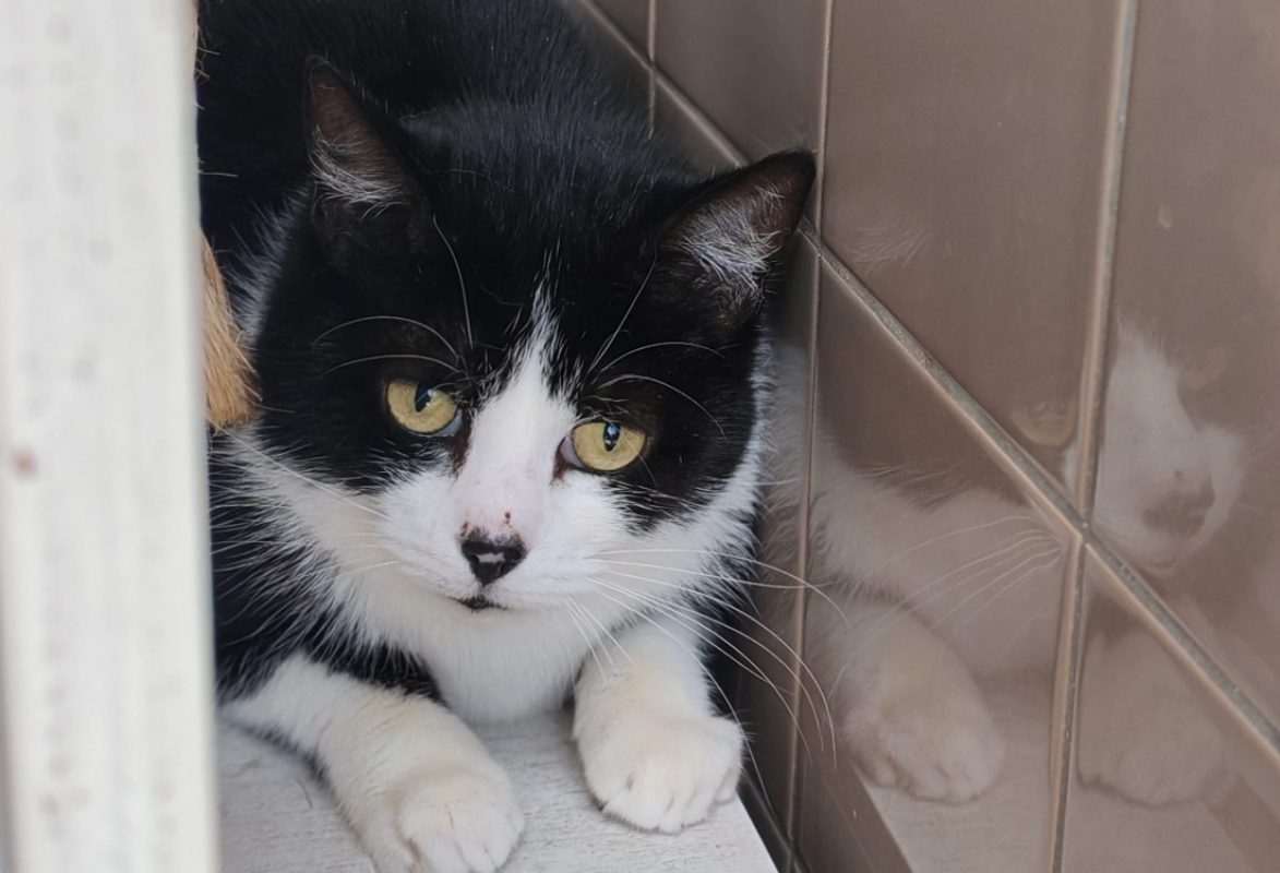 Gaia - Chat Européen à adopter - photo 2
