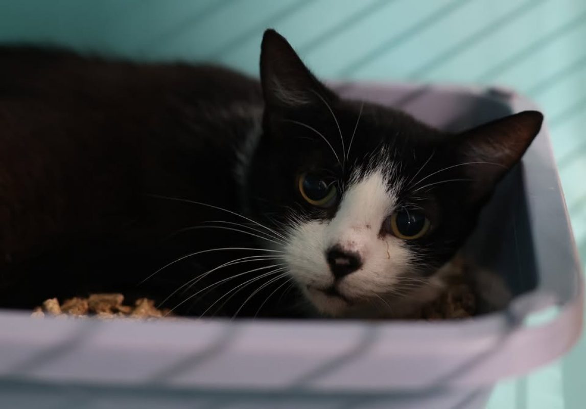Gaia - Chat Européen à adopter - photo 4