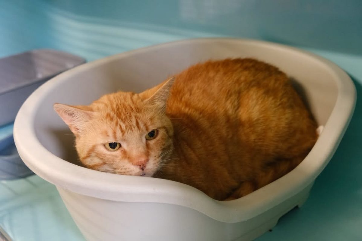 Pastmay - Chat Européen à adopter