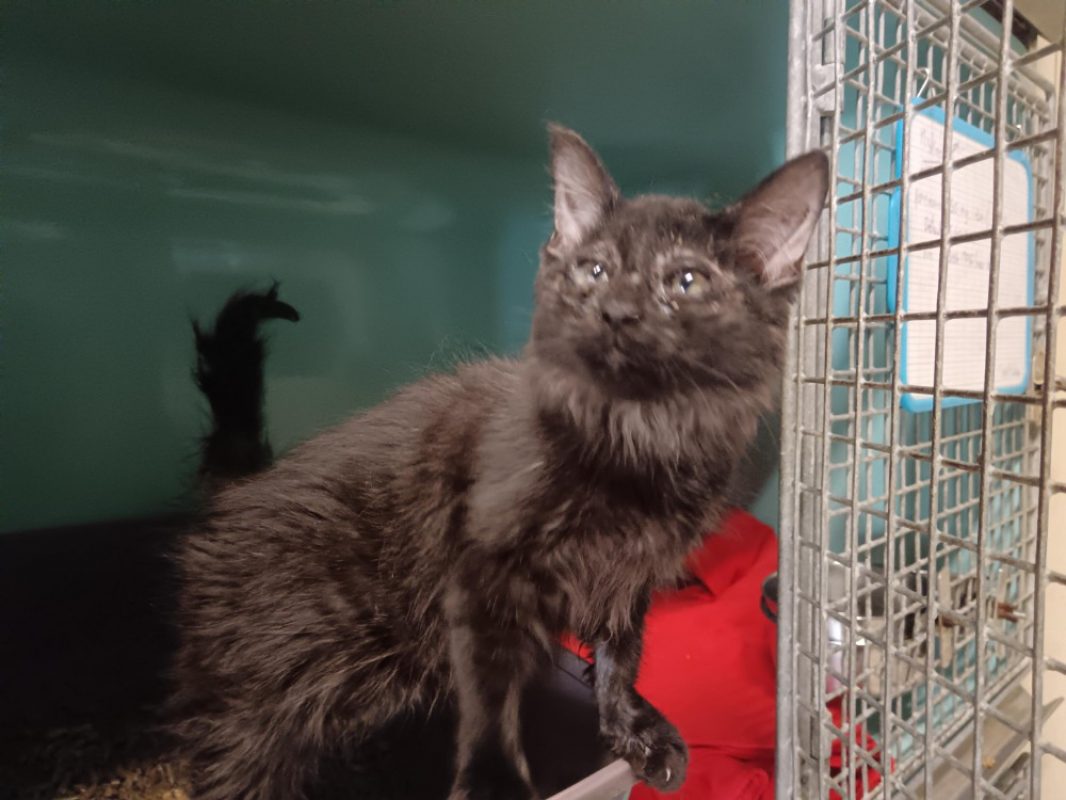 Jazz - Chat Européen à adopter