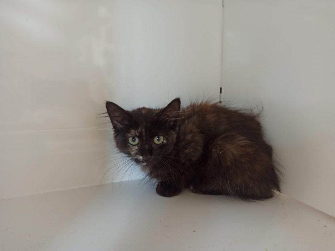 Patchouli - Chat Européen à adopter