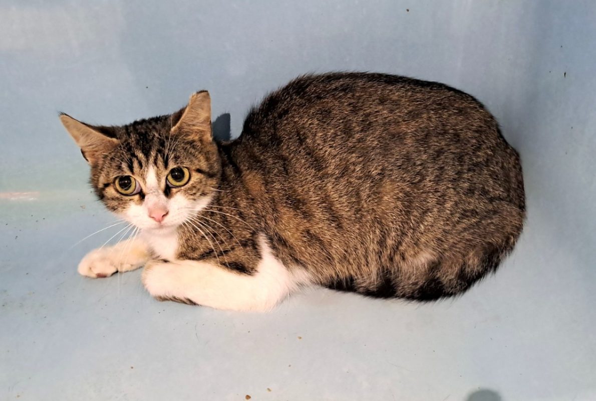 Taiana - Chat Européen à adopter