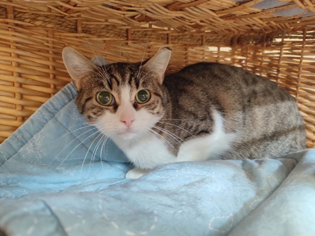 Taiana - Chat Européen à adopter