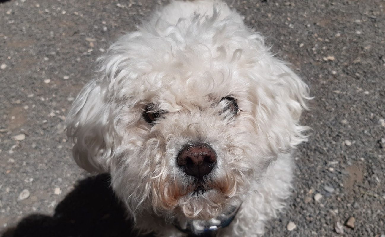 Joss - Chien Bichon à poil frisé à adopter