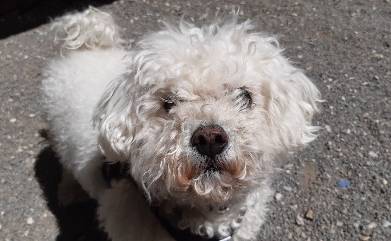Joss - Chien Bichon à poil frisé à adopter - photo 2