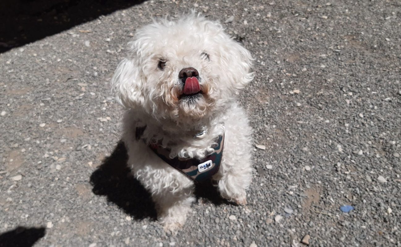 Joss - Chien Bichon à poil frisé à adopter - photo 3