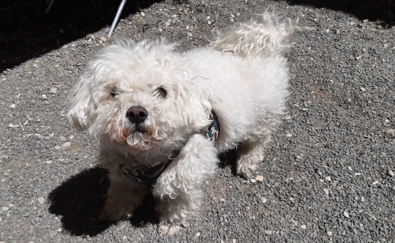 Joss - Chien Bichon à poil frisé à adopter - photo 4