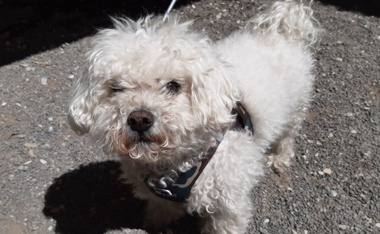 Joss - Chien Bichon à poil frisé à adopter - photo 5