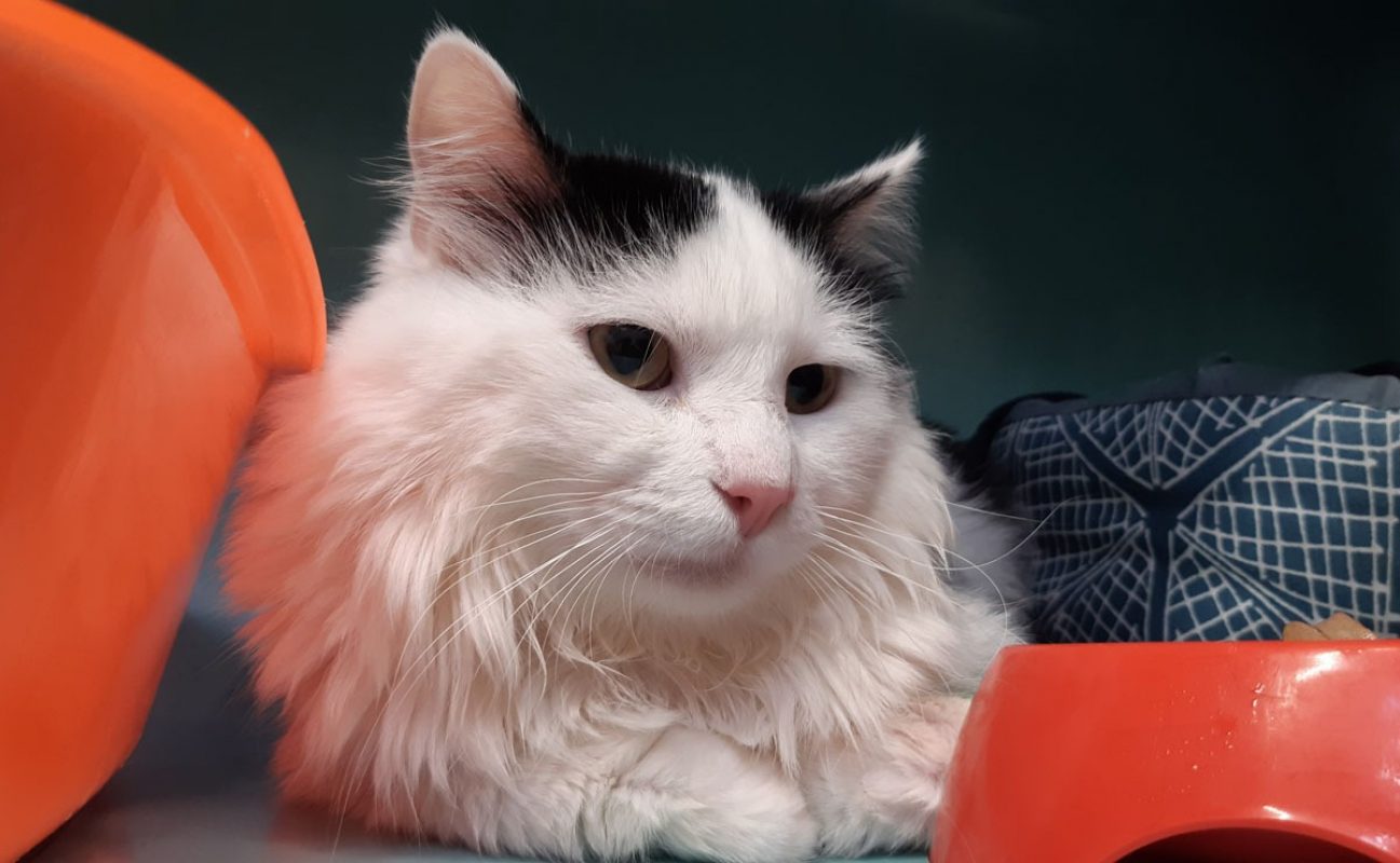 Atlas - Chat Européen à adopter