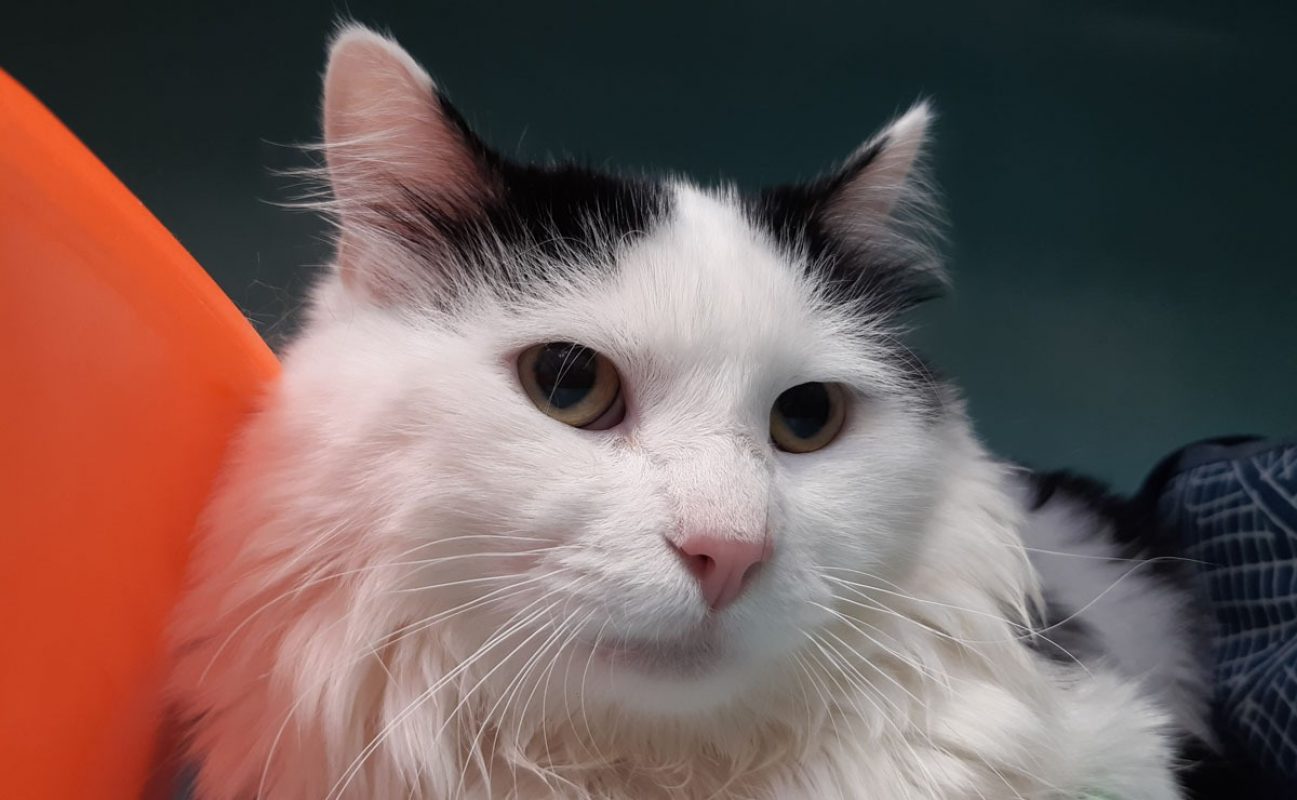 Atlas - Chat Européen à adopter - photo 2