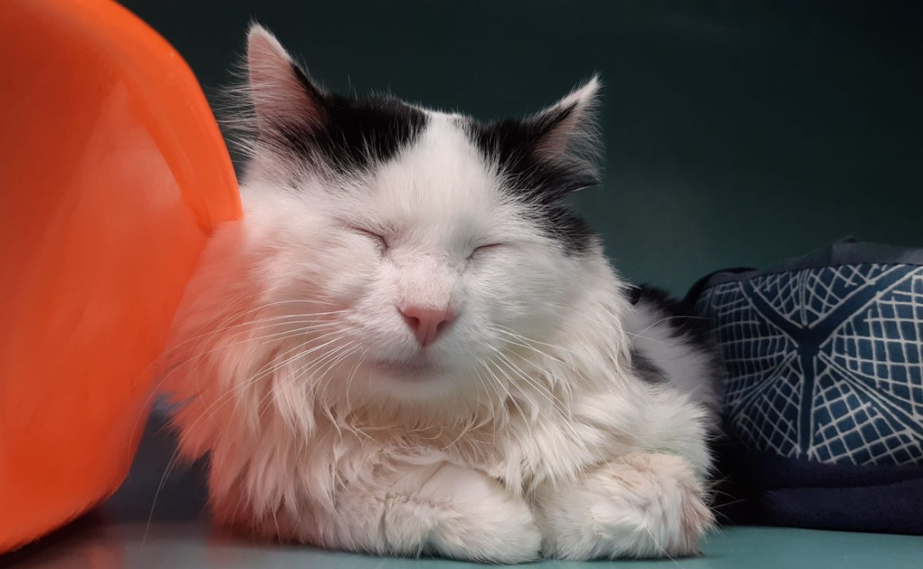 Atlas - Chat Européen à adopter - photo 4