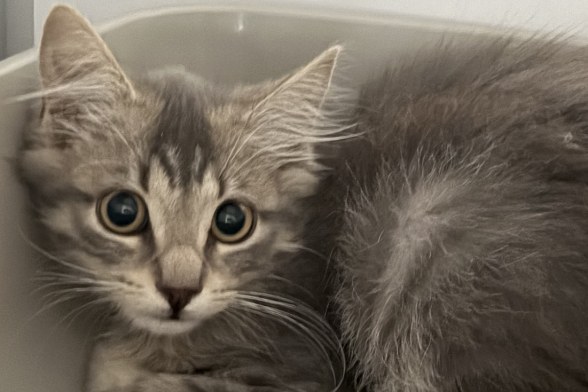 Photo de Tofu