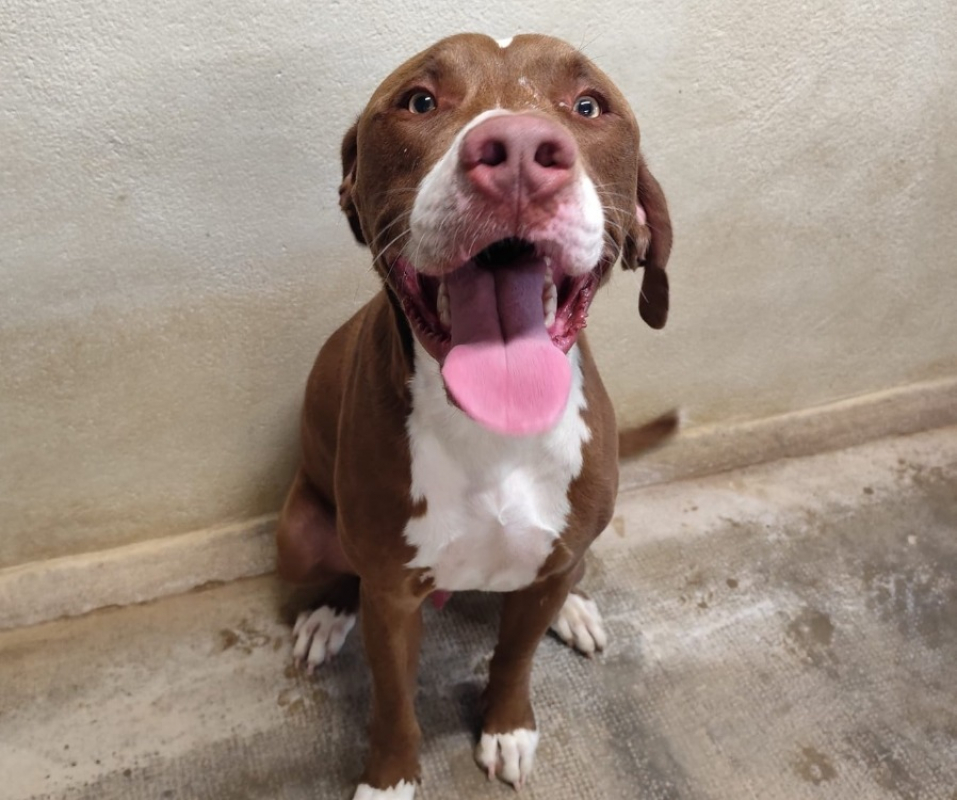 Photo de Dumbo