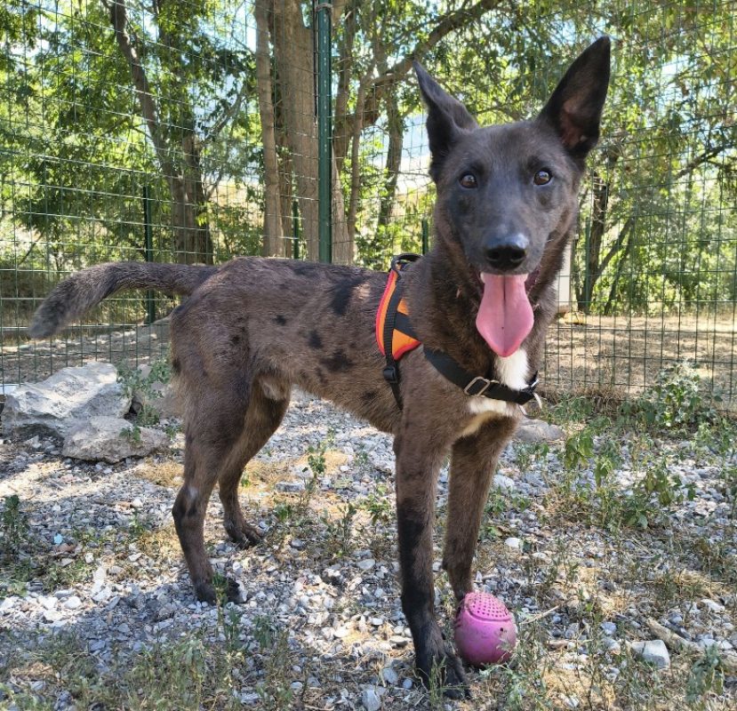 Oslo - Chien Berger Hollandais à adopter