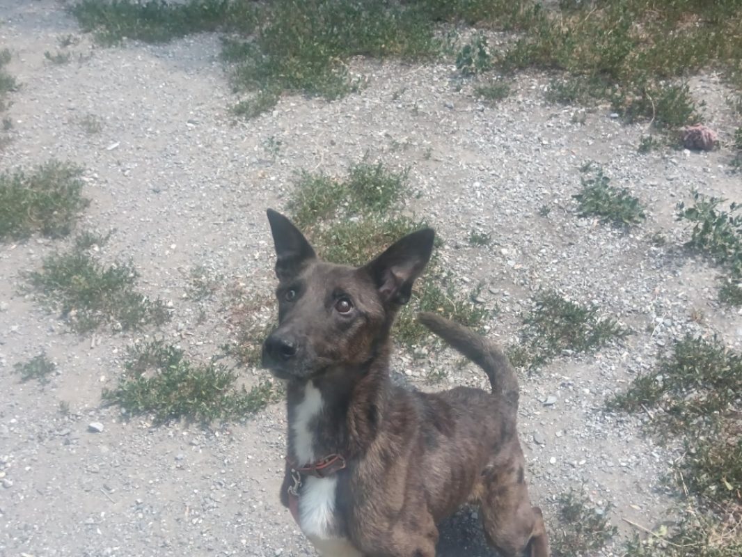 Oslo - Chien Berger Hollandais à adopter - photo 4