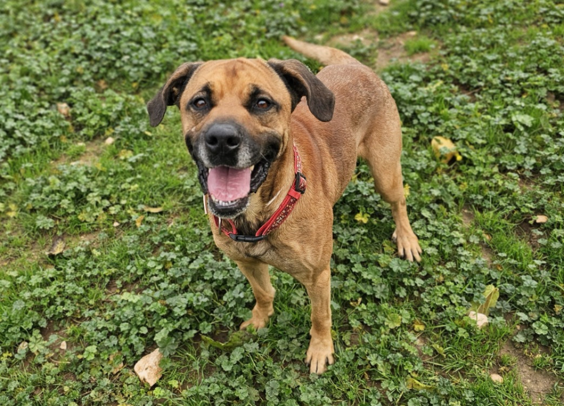 Rintintin - Chien Berger à adopter