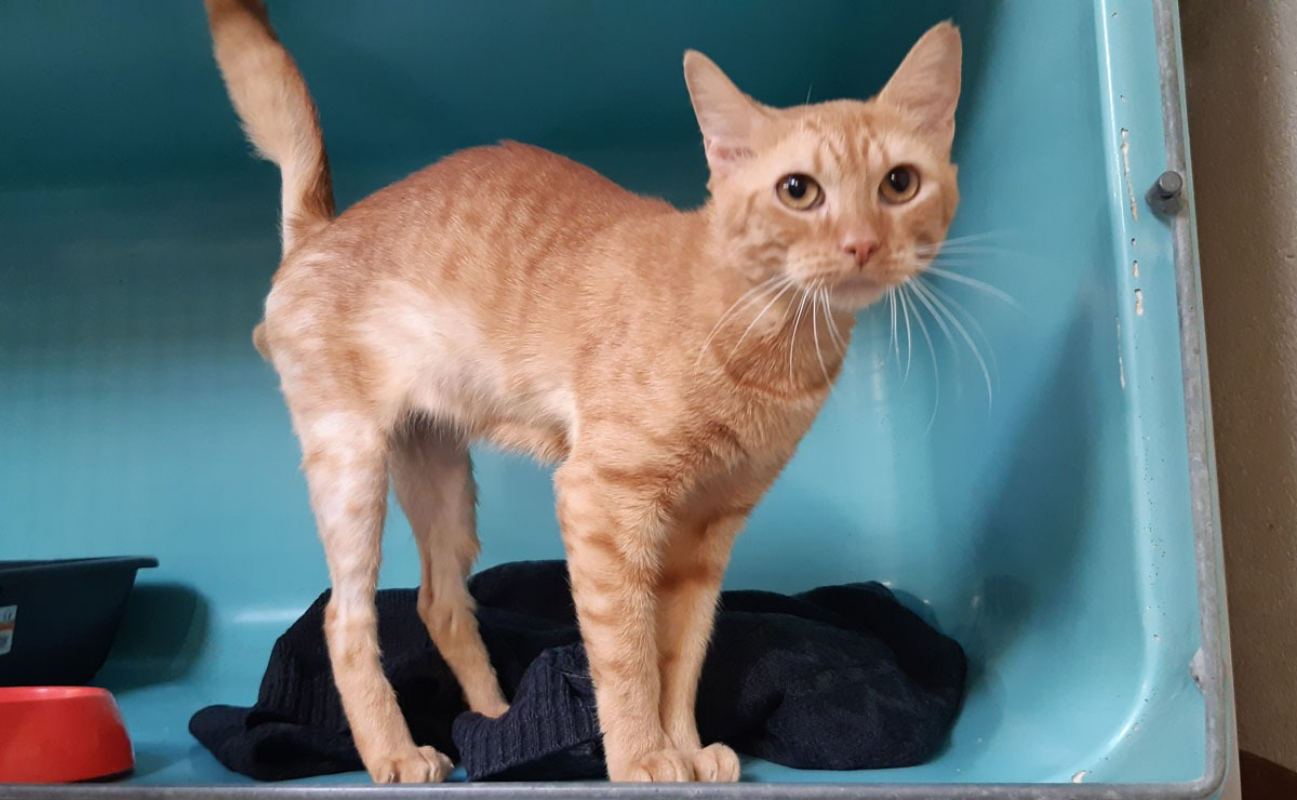 Photo #2 de Garfield