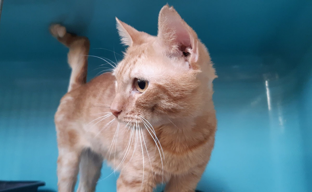 Photo #3 de Garfield