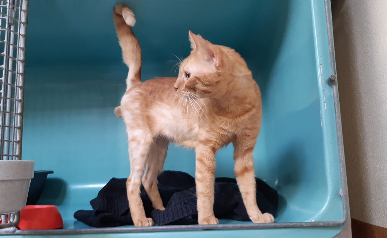 Photo #5 de Garfield