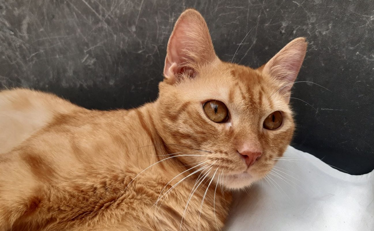 Garfield - Chat Européen à adopter