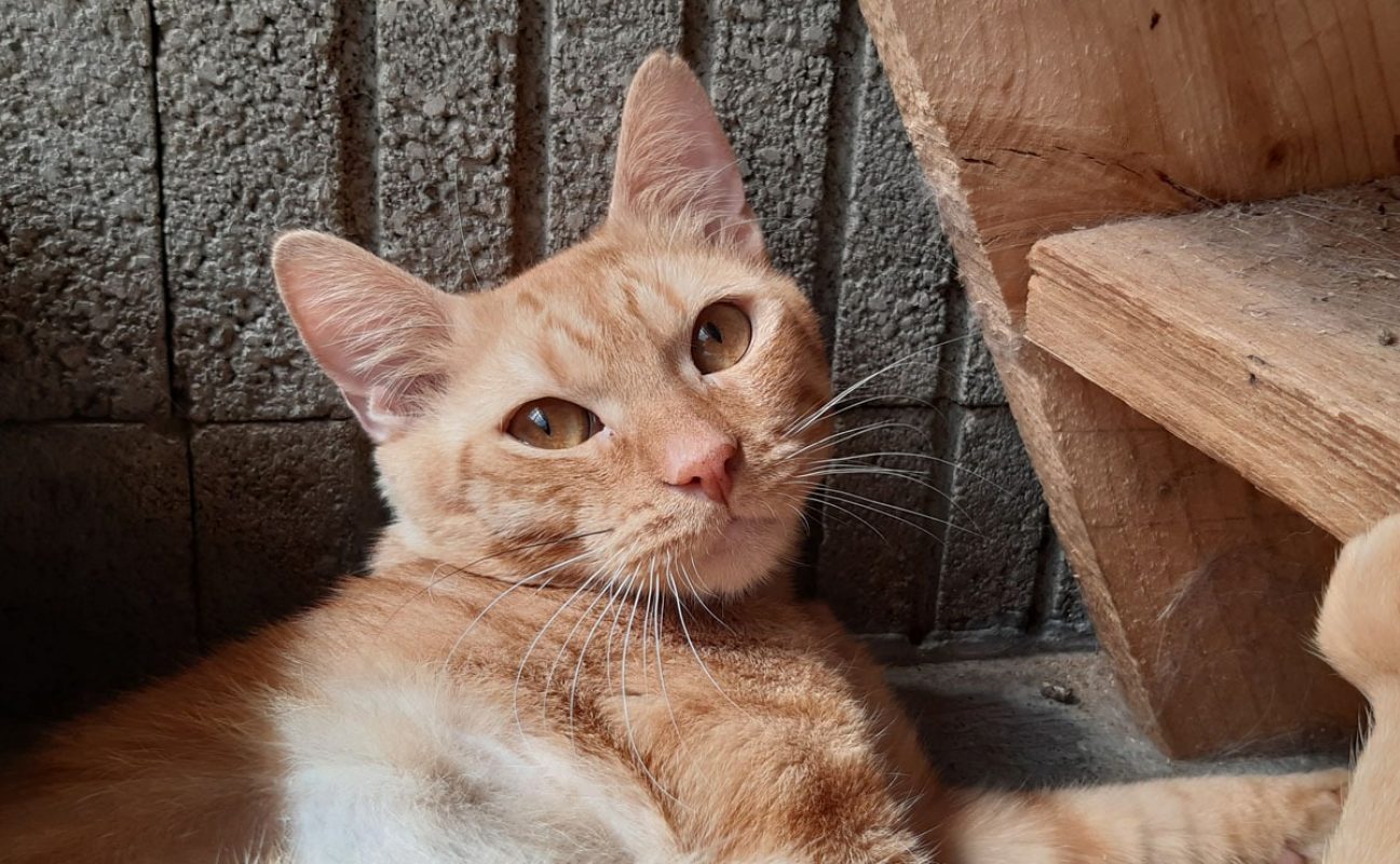 Garfield - Chat Européen à adopter - photo 2
