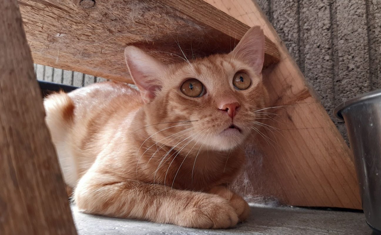 Garfield - Chat Européen à adopter - photo 3