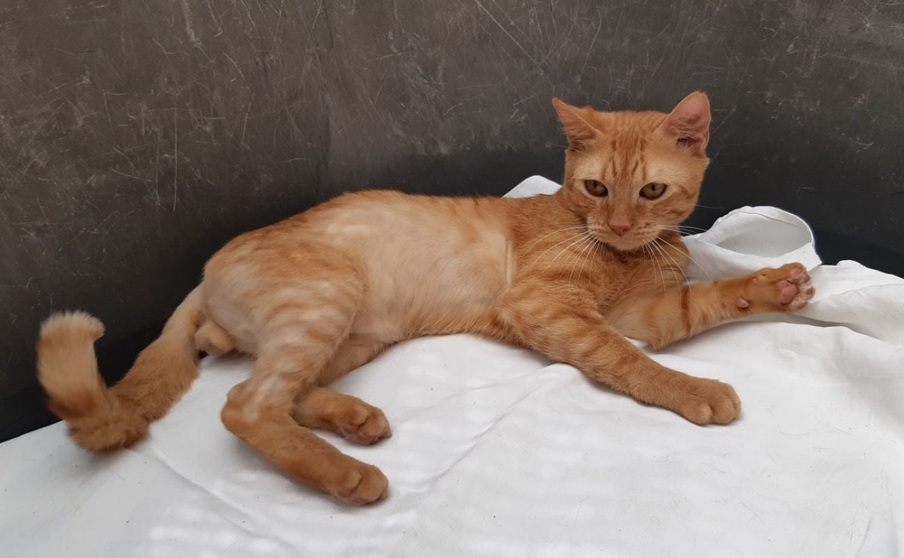 Garfield - Chat Européen à adopter - photo 4