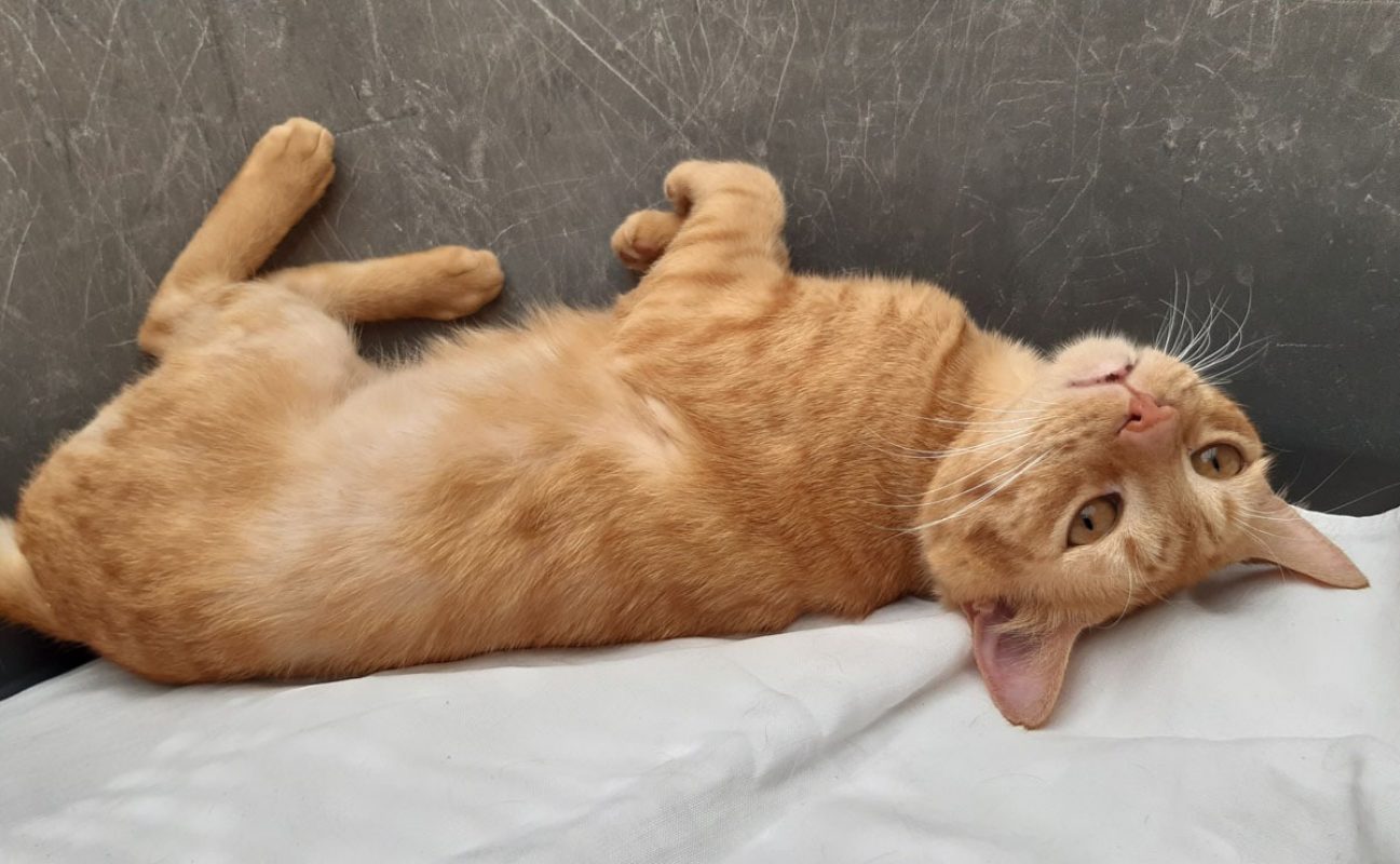 Garfield - Chat Européen à adopter - photo 5