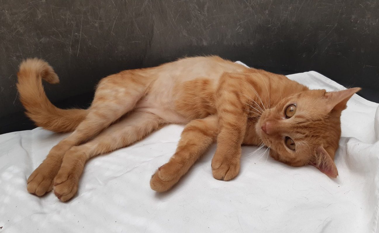 Garfield - Chat Européen à adopter - photo 6