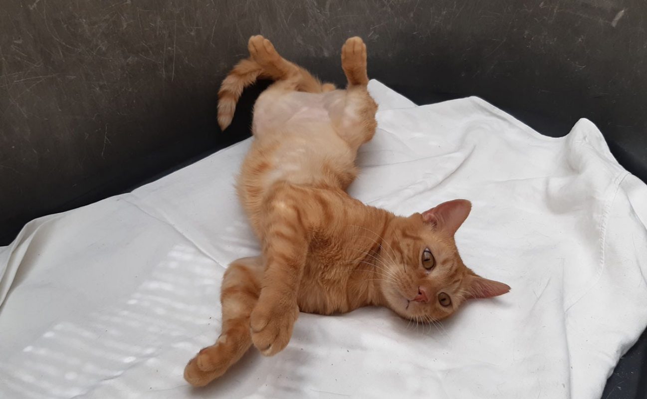 Garfield - Chat Européen à adopter - photo 7