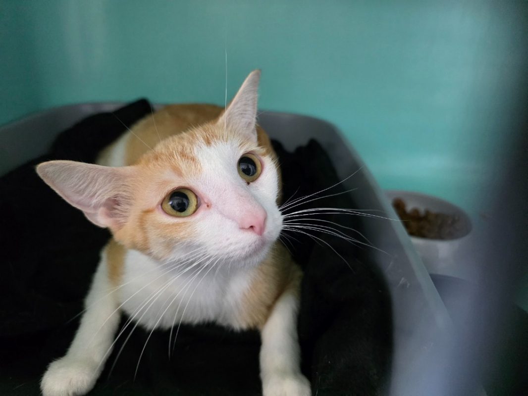 Brie - Chat Européen à adopter