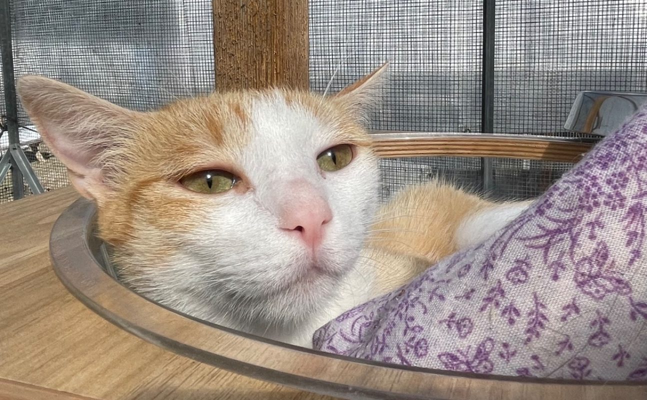 Brie - Chat Européen à adopter