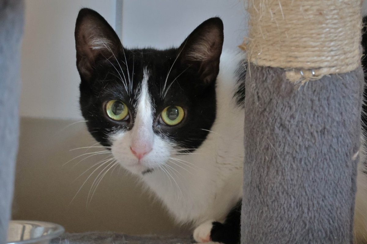 Takoma - Chat Européen à adopter