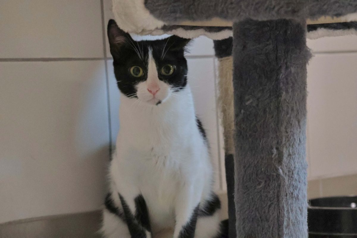 Takoma - Chat Européen à adopter - photo 2