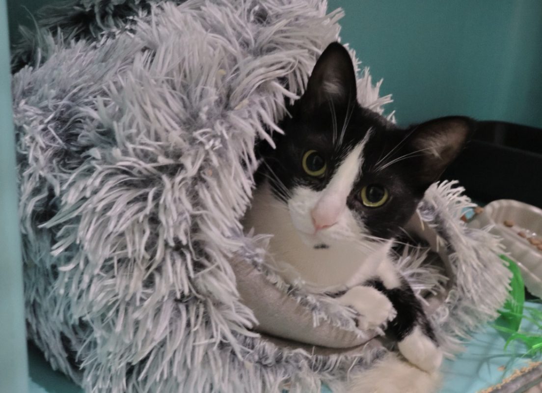 Takoma - Chat Européen à adopter
